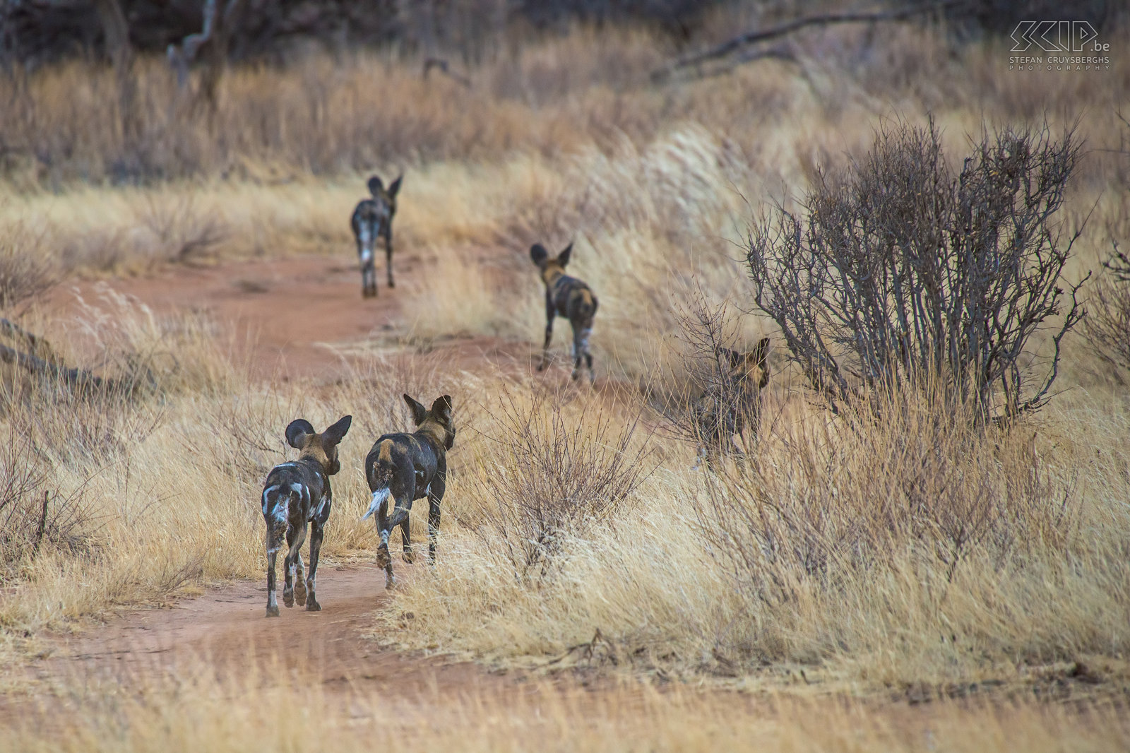 Samburu - Wilde honden We probeerden de troep Afrikaanse wilde honden te volgen maar al snel liepen ze weg in de heuvels. Stefan Cruysberghs